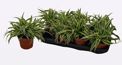 Chlorophytum Green Orange 13Ø 25cm