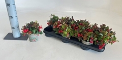 Gaultheria Big Berry 10Ø 15cm