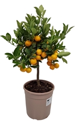 Citrus Microcarpa 19Ø 60cm