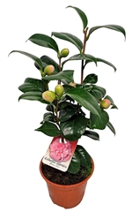 Camellia Japonica 13Ø 42cm