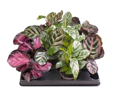 Calathea Mixed 4 Varietys 6Ø 11cm