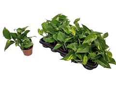 Epipremnum Aureum 11Ø 15cm