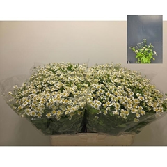 Tanacetum Single Vegmo 60cm