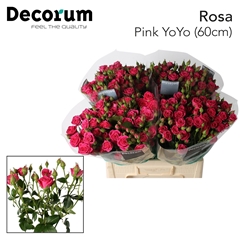 Rosa Spray Pink Yo-Yo 60cm 3+