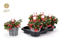 Gaultheria Big Berry 14Ø 25cm