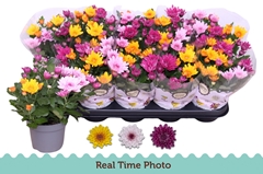 Chrysanth Mount Aubisque Mix 12Ø 27cm