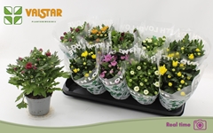 Chrysanth Mix 7 Colours 12Ø 25cm