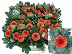 Chrysanth Single Kiev Bicolour 80cm 80gr.