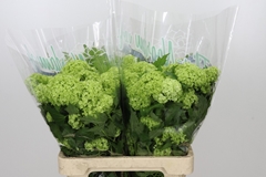 Viburnum Opulus Roseum 60cm 2-hd