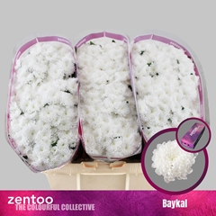 Chrysanth Santini Baykal 55cm 52gr.