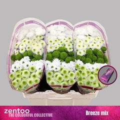 Chrysanth Santini Mix 55cm 44gr.