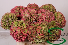 Hydrangea Rodeo Red Classic 40cm 10-12cm Hd