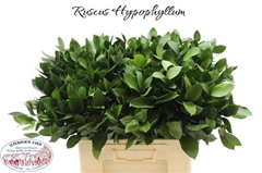 Ruscus Hypophyllum 60cm