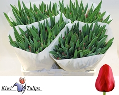 Tulip Single Ile De France 40cm 25gr.