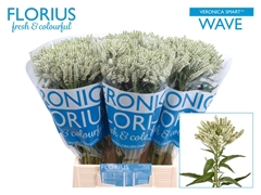 Veronica Smart Wave 50cm