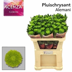 Chrysanth Single Alemani 70cm 80gr.