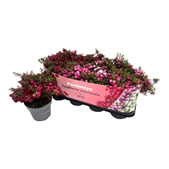 Gaultheria Mucronata 14Ø 25cm