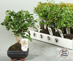 Bonsai Mix 12Ø 20cm