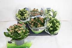 Kalanchoe Double Mix 15Ø 26cm