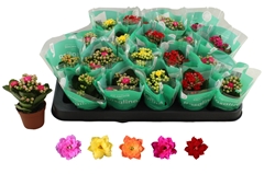 Kalanchoe Double Rosaline Mix 6Ø 12cm