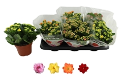 Kalanchoe Double Rosaline Mix 15Ø 27cm