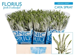 Veronica Smart Caya 60cm Spray