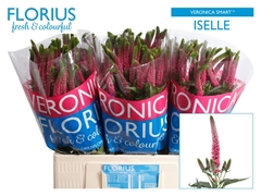 Veronica Smart Iselle 60cm