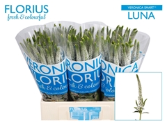 Veronica Smart Luna 60cm