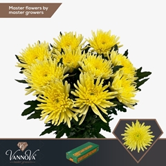 Chrysanth Single Topspin Yellow 70cm 85gr.