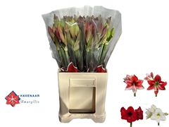 Hippeastrum Mix 60cm