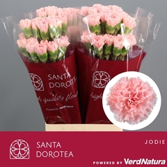 Dianthus Single Jodie 65cm