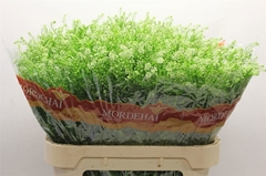 Lepidium Ruderale Green Bell 80cm 30gr.