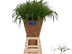 Panicum Fontaine 80cm