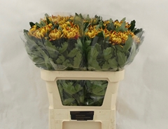Chrysanth Single Tom Pearce Dark 80cm 90gr.
