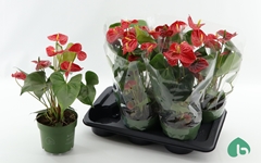 Anthurium Arebo 17Ø 50cm