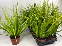 Acorus Ogon 12Ø 25cm