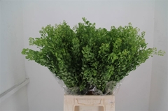 Thlaspi Butterfly 55cm