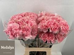 Dianthus Single Romance 70cm
