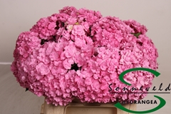 Hydrangea Beautensia Luxor Pink 40cm 9-11cm Hd