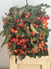 Malus Red Sentinel Per Stem 70cm