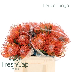Leucospermum Tango 40cm