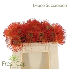 Leucospermum Succession 30cm