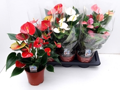 Anthurium Mix 4 Colours 17Ø 55cm