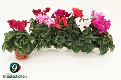Cyclamen Midi Super Serie Merengue 10Ø 20cm