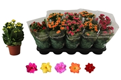 Kalanchoe Double Rosaline Mix 12Ø 27cm