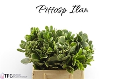 Pittosporum Tobira Ilan 40cm