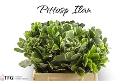 Pittosporum Tobira Ilan 50cm