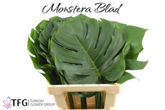 Monstera Leaf 65cm 30cm Hd