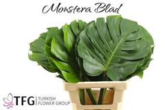 Monstera Leaf 70cm 35cm Hd