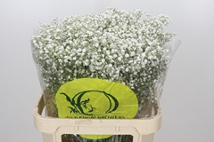 Gypsophila Paniculata Xlence 80cm 35gr.